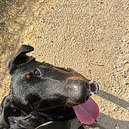 éros a rejoint le concours — aidez-le/la à gagner de superbes lots ! animal, black_dog, canine, close_up, daylight, dirt, dog, ears, happy, leash, looking_up, man, outdoor, pants, path, pet, shadow, sunlight, tongue_out, walking