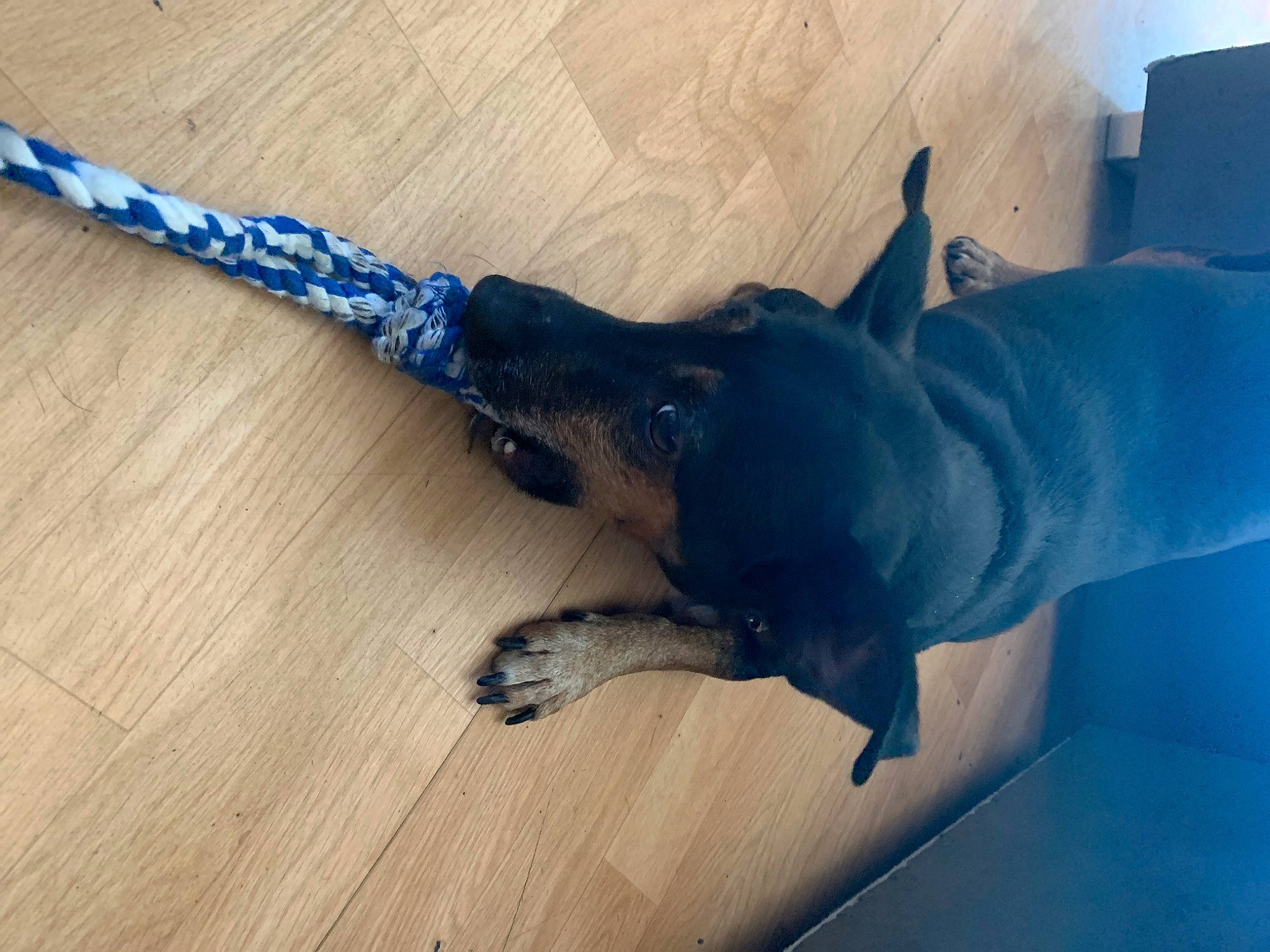 Chouquette a rejoint le concours — aidez-le/la à gagner de superbes lots ! canidae, carnivore, collar, companion_dog, dog, dog_breed, dog_collar, electric_blue, fawn, flooring, hardwood, laminate_flooring, mammal, pet_supply, snout, sporting_group, tail, wood, wood_flooring, working_animal