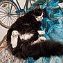 animal, bicycle, black_and_white, blanket, blue, cat, comfort, cozy, feline, fluffy, fur, home, indoor, paw, pet, quiet, relaxation, resting, sleeping, tail