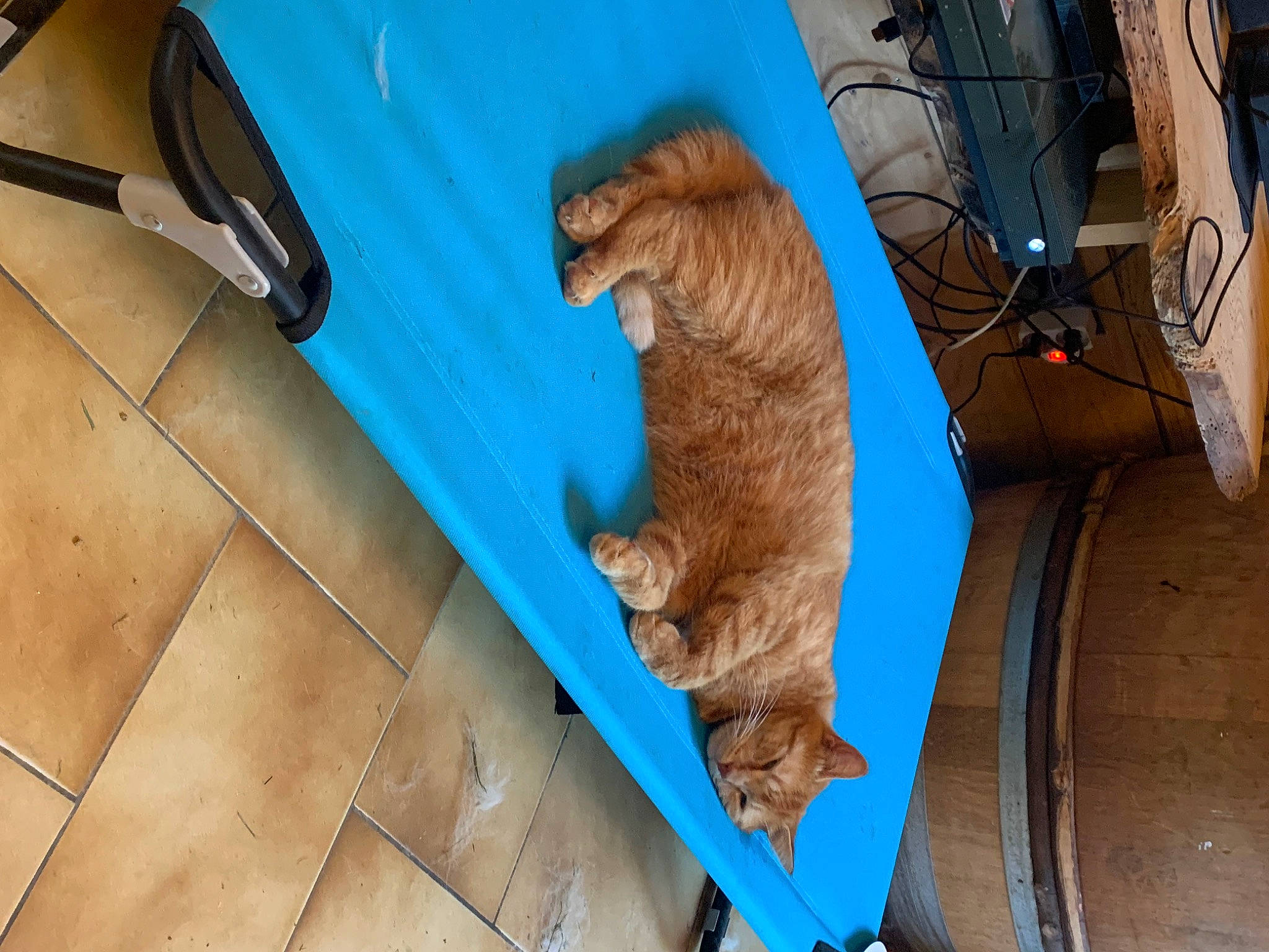 Tigrou a rejoint le concours — aidez-le/la à gagner de superbes lots ! carnivore, comfort, companion_dog, dog_breed, electric_blue, fawn, felidae, floor, flooring, hardwood, liver, mammal, pet_supply, small_to_medium_sized_cats, snout, sporting_group, tail, tile_flooring, whiskers, wood