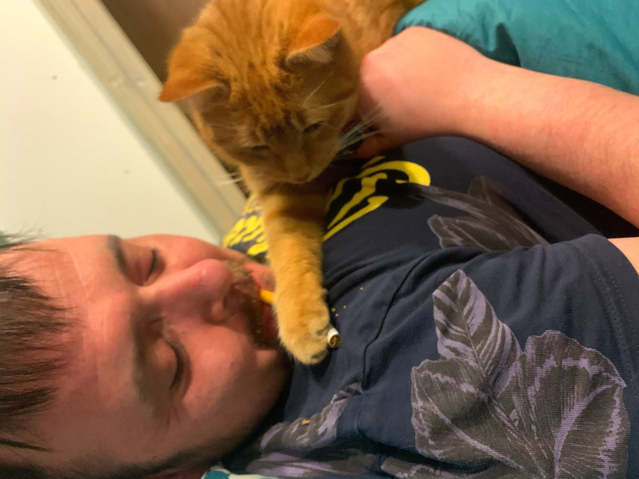 Tigrou participe au concours pour gagner de l'argent avec cette photo : arm, carnivore, cat, comfort, ear, eyelash, felidae, finger, gesture, hand, iris, jaw, mammal, mouth, nail, nose, orange, skin, small_to_medium_sized_cats, whiskers