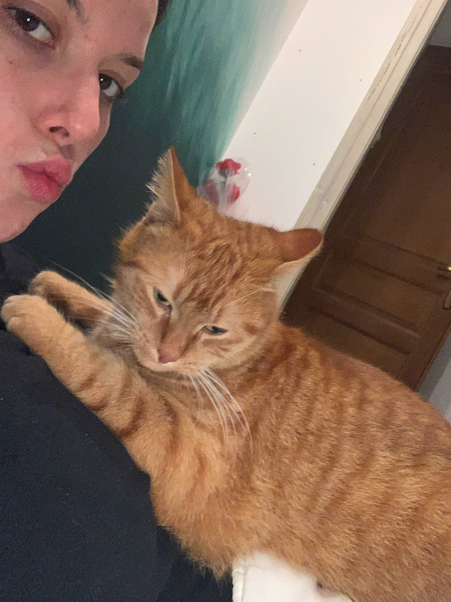 Tigrou participe au concours pour gagner de l'argent avec cette photo : carnivore, cat, claw, domestic_short_haired_cat, ear, eye, fawn, felidae, fur, gesture, head, iris, paw, small_to_medium_sized_cats, snout, tail, terrestrial_animal, whiskers, window, wood