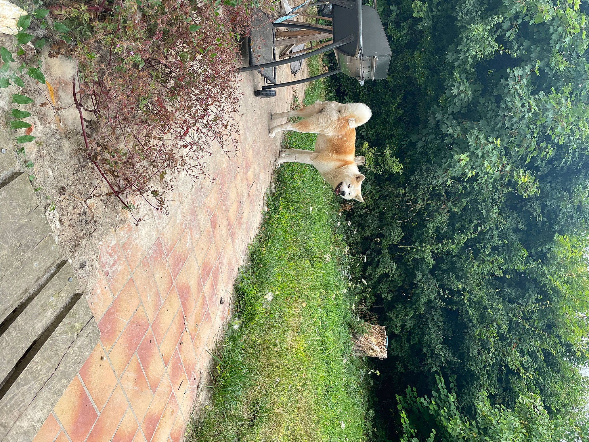 Ryuko a rejoint le concours — aidez-le/la à gagner de superbes lots ! biome, carnivore, dog, garden, grass, groundcover, house, landscape, plant, road, road_surface, shadow, shrub, sidewalk, slope, soil, tree, trunk, walkway, wood