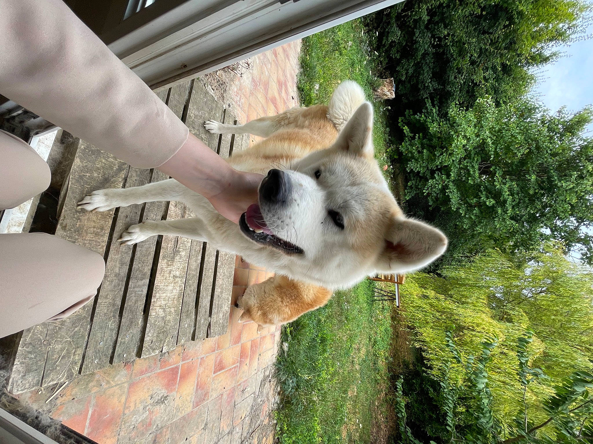 Ryuko participe au concours pour gagner de l'argent avec cette photo : canidae, carnivore, dog, dog_breed, fawn, foot, fur, human_leg, marsupial, non_sporting_group, plant, snout, sporting_group, tail, terrestrial_animal, tree, trunk, wildlife, wood, working_animal