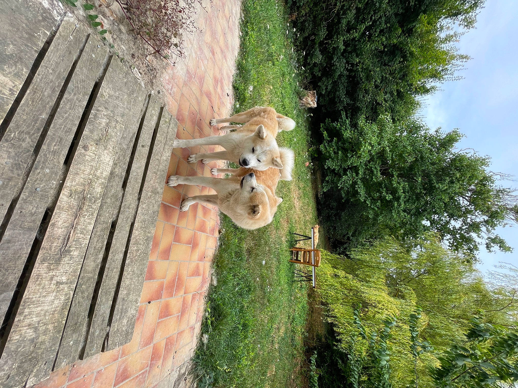 Ryuko a rejoint le concours — aidez-le/la à gagner de superbes lots ! brick, brickwork, cloud, fawn, garden, grass, hardwood, landscape, leisure, plant, roof, shrub, sky, soil, tree, trunk, walkway, wood, wood_stain, yard