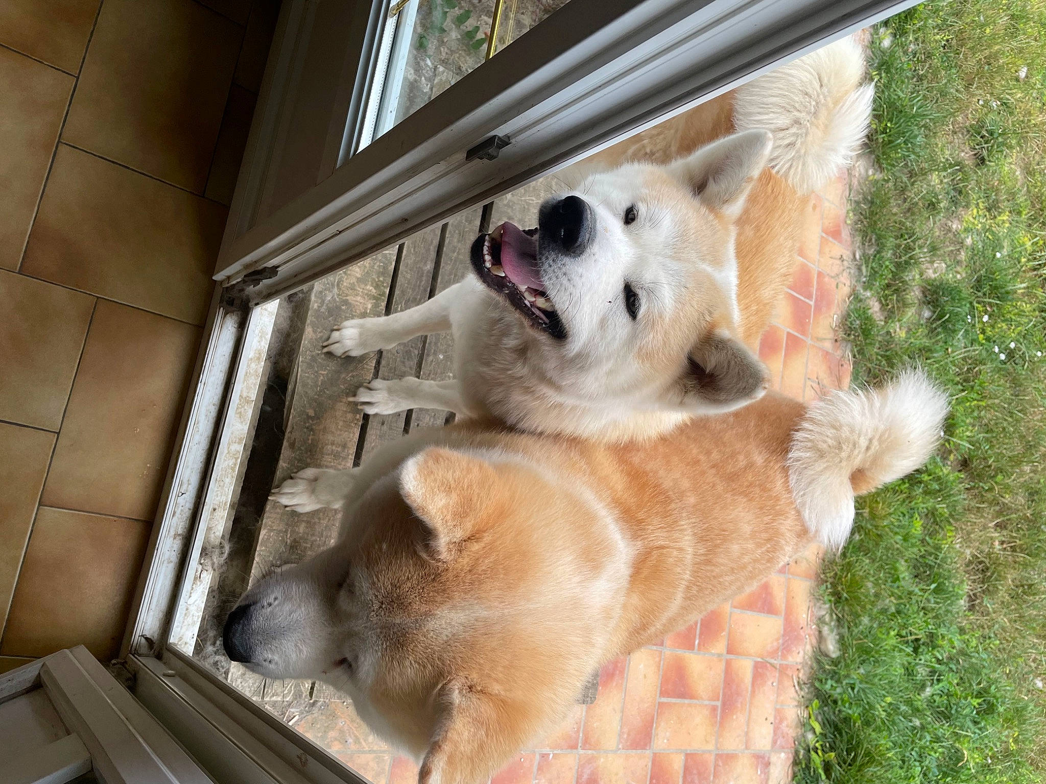 Ryuko a rejoint le concours — aidez-le/la à gagner de superbes lots ! animal_shelter, canidae, carnivore, collar, companion_dog, dog, dog_breed, dog_supply, fawn, felidae, fur, non_sporting_group, pet_supply, plant, snout, sporting_group, tail, whiskers, wildlife, working_animal