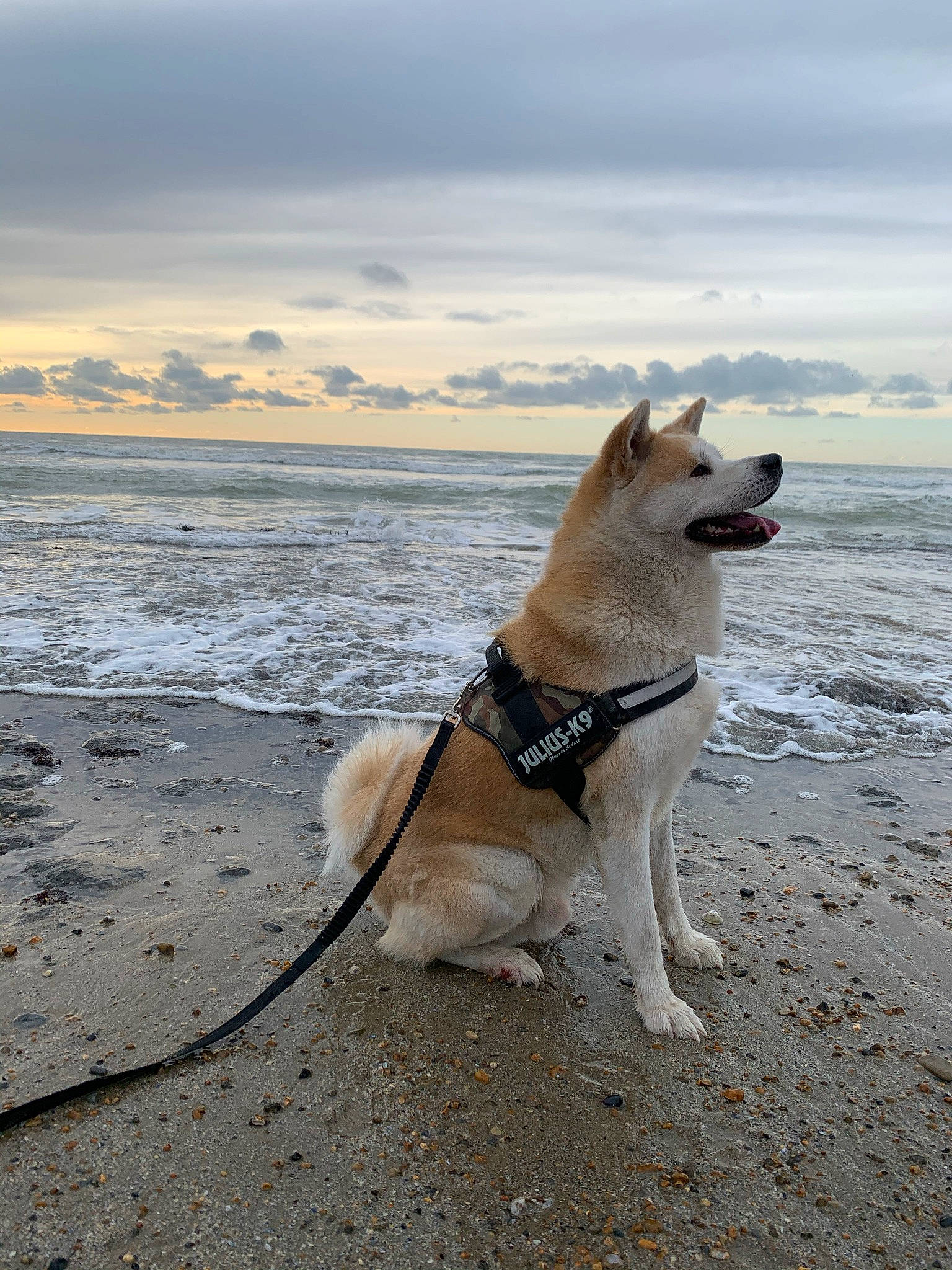 Pongo participe au concours pour gagner de l'argent avec cette photo : beach, carnivore, cloud, collar, companion_dog, dog, dog_breed, dog_collar, dog_supply, fawn, horizon, lake, landscape, pet_supply, sand, sky, sporting_group, tail, water, winter