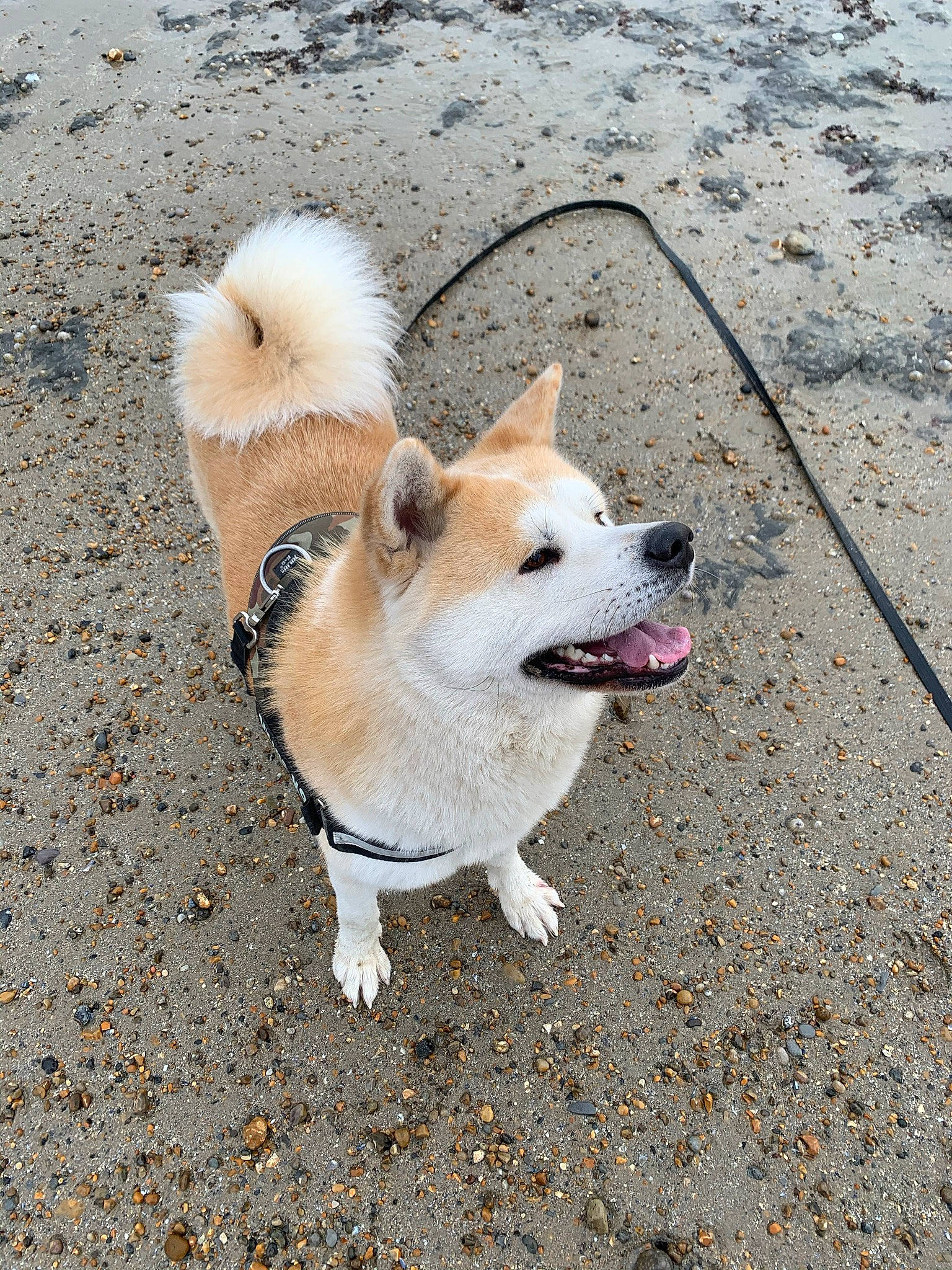 Pongo a rejoint le concours — aidez-le/la à gagner de superbes lots ! ancient_dog_breeds, canidae, carnivore, collar, companion_dog, dog, dog_breed, dog_supply, fawn, non_sporting_group, pet_supply, snout, spitz, sporting_group, tail, working_animal, working_dog