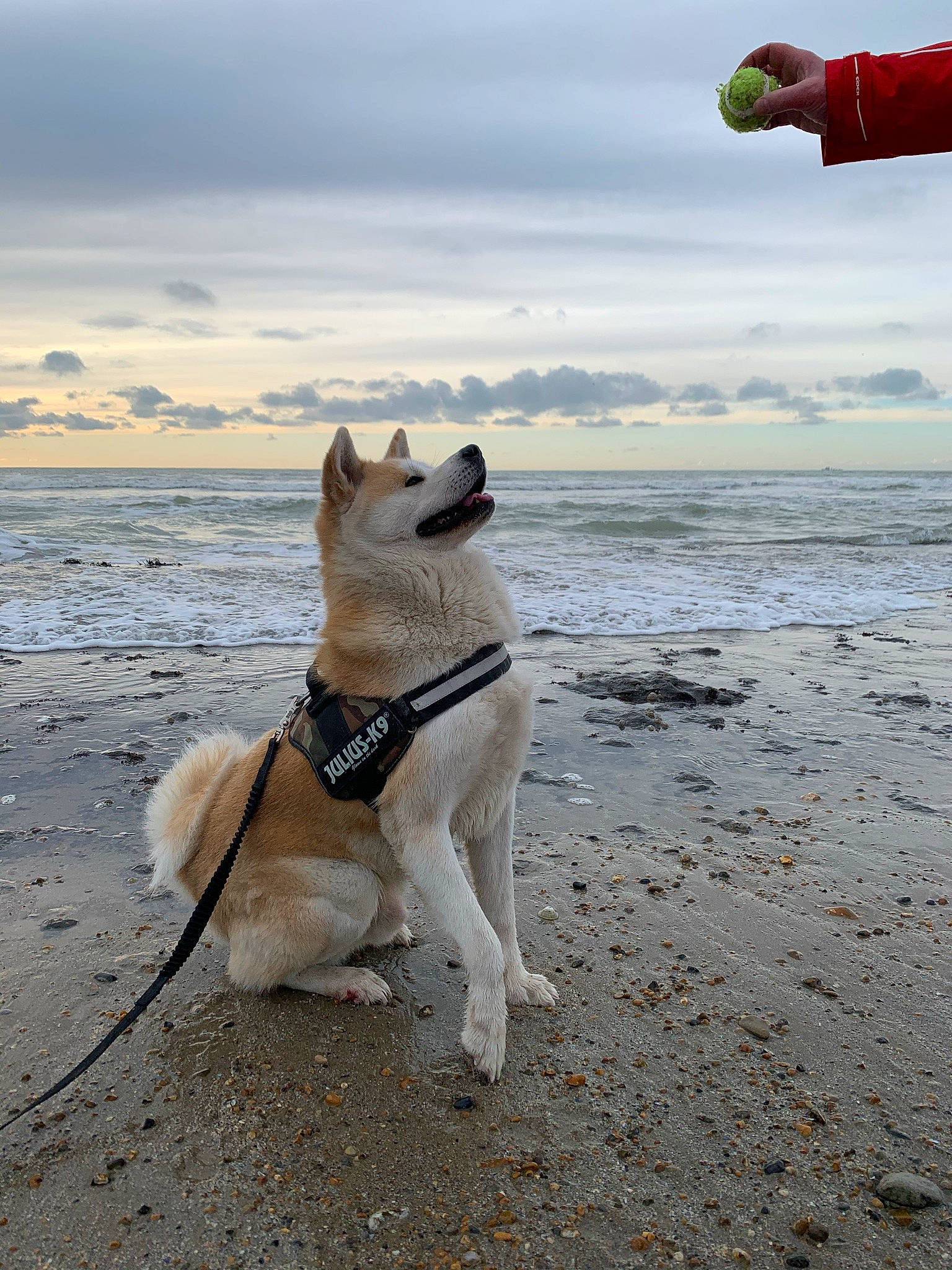 Pongo participe au concours pour gagner de l'argent avec cette photo : beach, canidae, carnivore, cloud, collar, companion_dog, dog, dog_breed, dog_collar, dog_supply, fawn, horizon, leash, ocean, pet_supply, sky, sporting_group, tail, water, working_animal