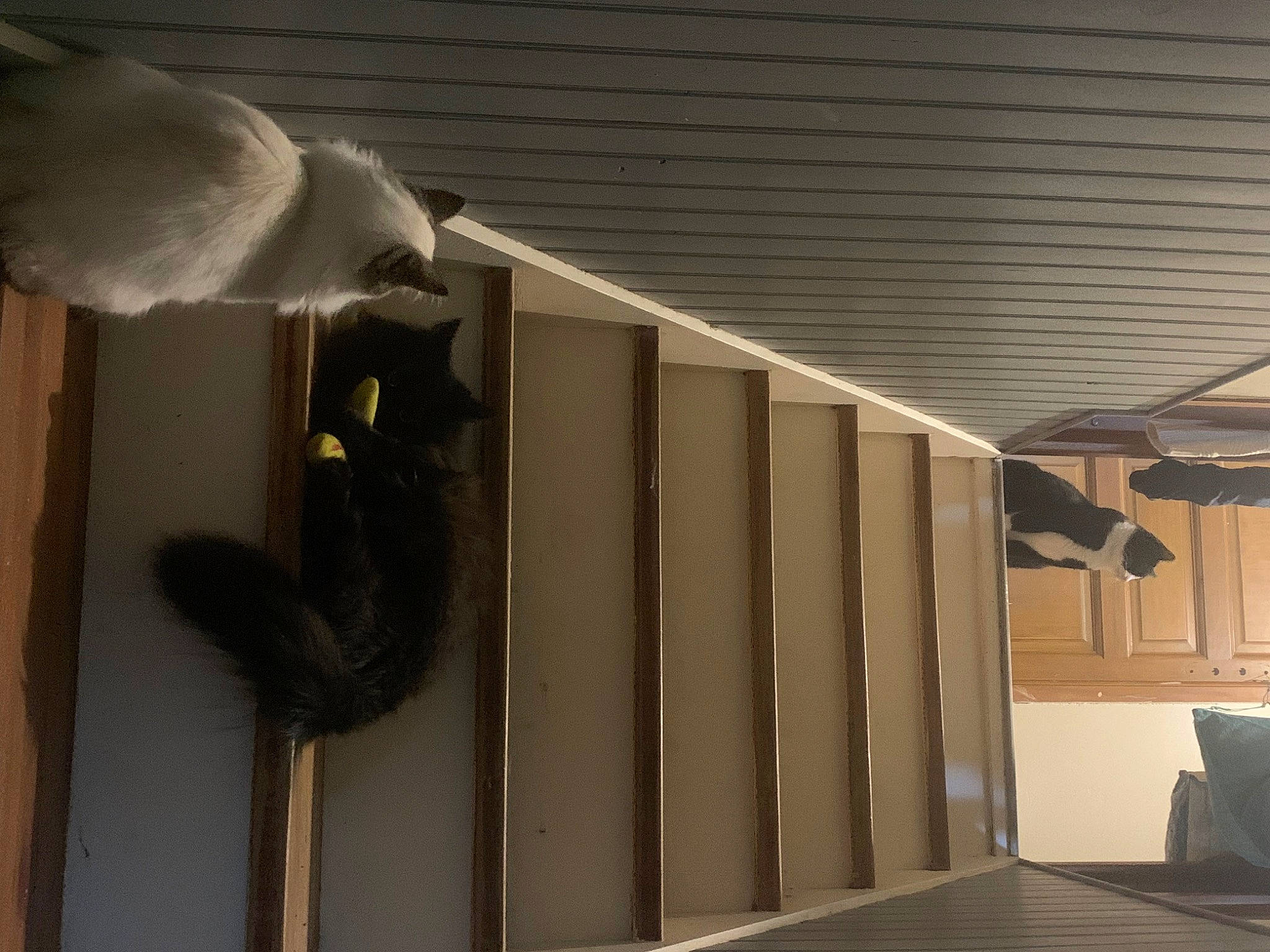 Ryuka participe au concours pour gagner de l'argent avec cette photo : beam, building, ceiling, feather, felidae, flooring, fur, handrail, hardwood, house, metal, plaster, plywood, room, shadow, small_to_medium_sized_cats, tail, textile, wood, wood_stain