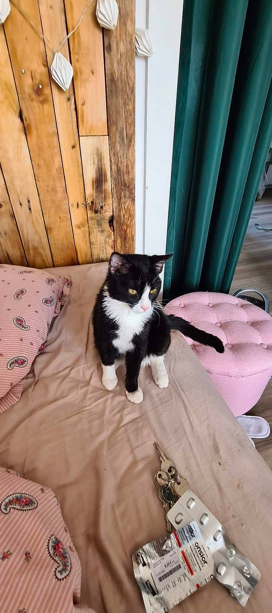 Rhumy participe au concours pour gagner de l'argent avec cette photo : carnivore, cat, comfort, curtain, domestic_short_haired_cat, door, felidae, formal_wear, fur, grass, hardwood, linens, plant, room, sitting, small_to_medium_sized_cats, tail, tree, whiskers, wood