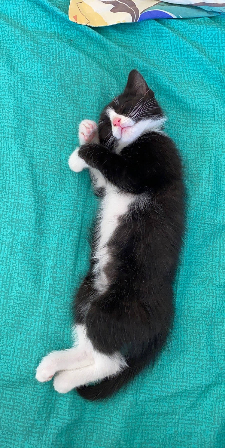 Rhumy a rejoint le concours — aidez-le/la à gagner de superbes lots ! carmine, carnivore, cat, claw, comfort, dog_breed, domestic_short_haired_cat, electric_blue, felidae, foot, fur, leg, paw, small_to_medium_sized_cats, snout, tail, terrestrial_animal, whiskers, window