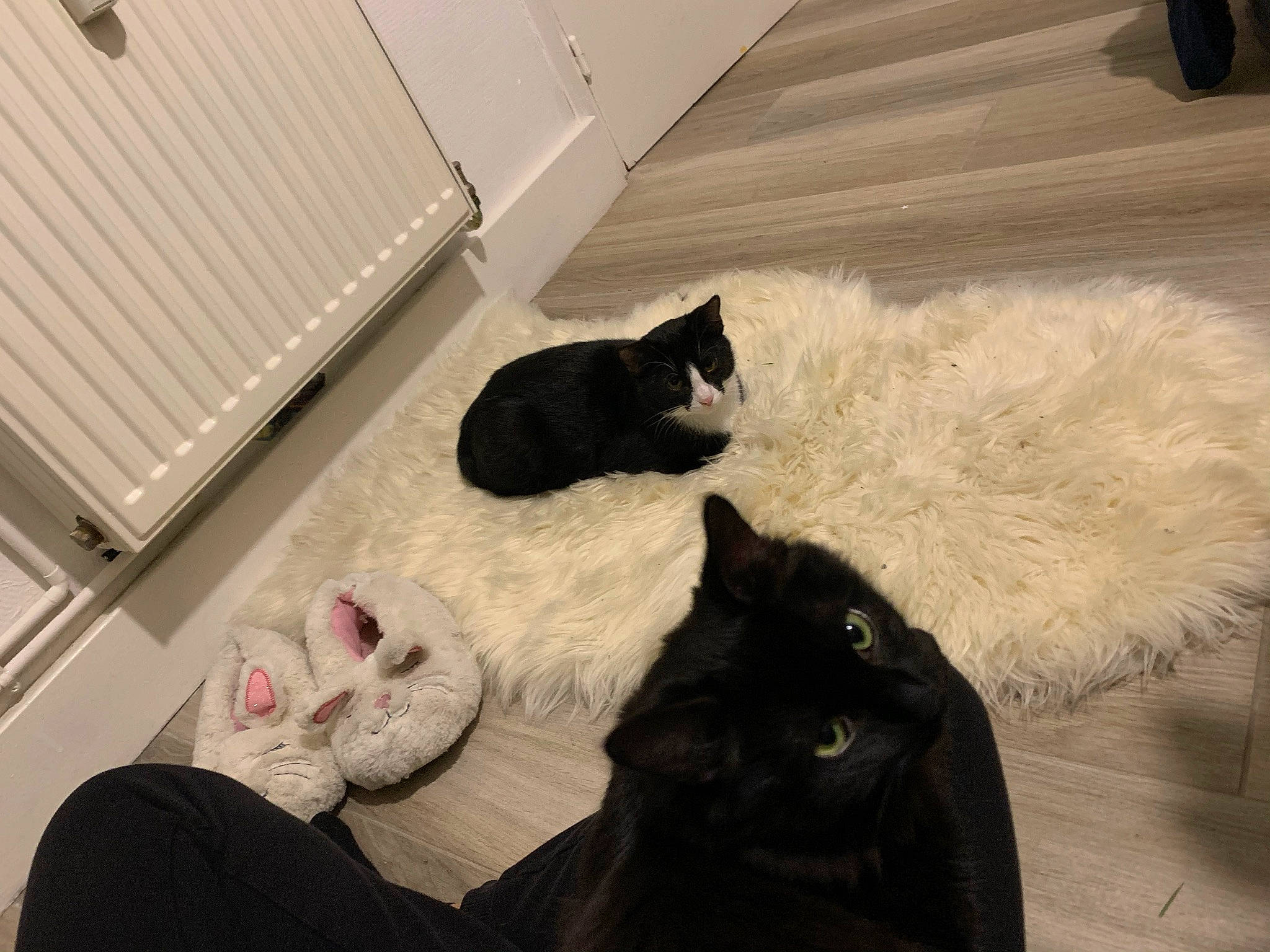 Rhumy participe au concours pour gagner de l'argent avec cette photo : black_cat, carnivore, cat, cat_supply, comfort, domestic_short_haired_cat, felidae, floor, flooring, fur, grey, hardwood, interior_design, room, small_to_medium_sized_cats, snout, tail, tints_and_shades, whiskers, wood