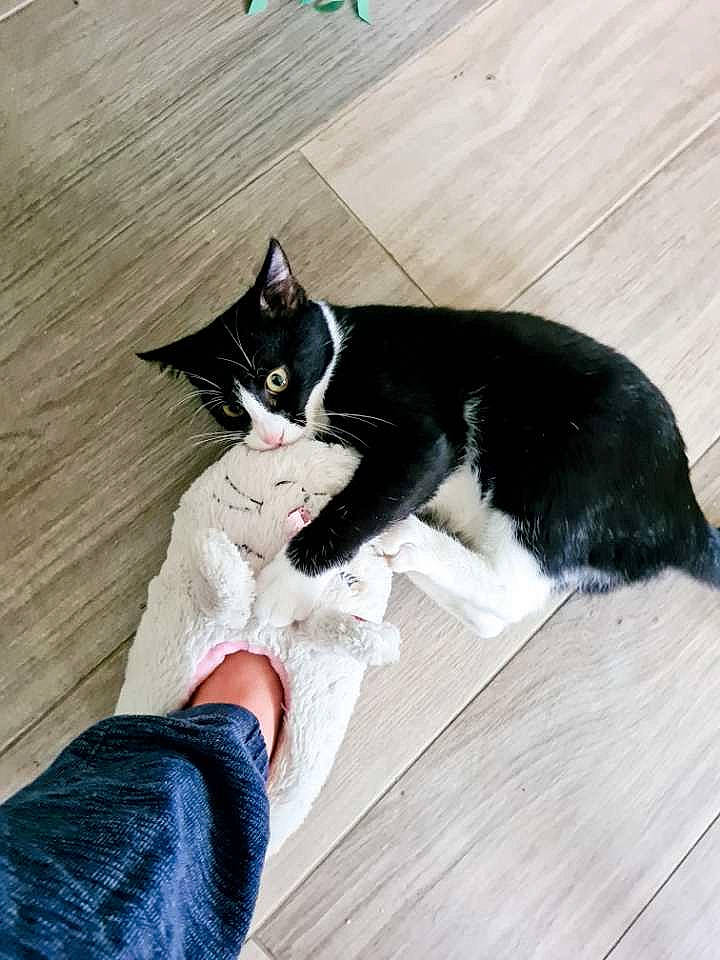 Rhumy participe au concours pour gagner de l'argent avec cette photo : black_cat, carnivore, cat, comfort, felidae, floor, flooring, foot, grey, hardwood, human_leg, lap, leg, small_to_medium_sized_cats, snout, tail, thigh, whiskers, wood, wood_stain