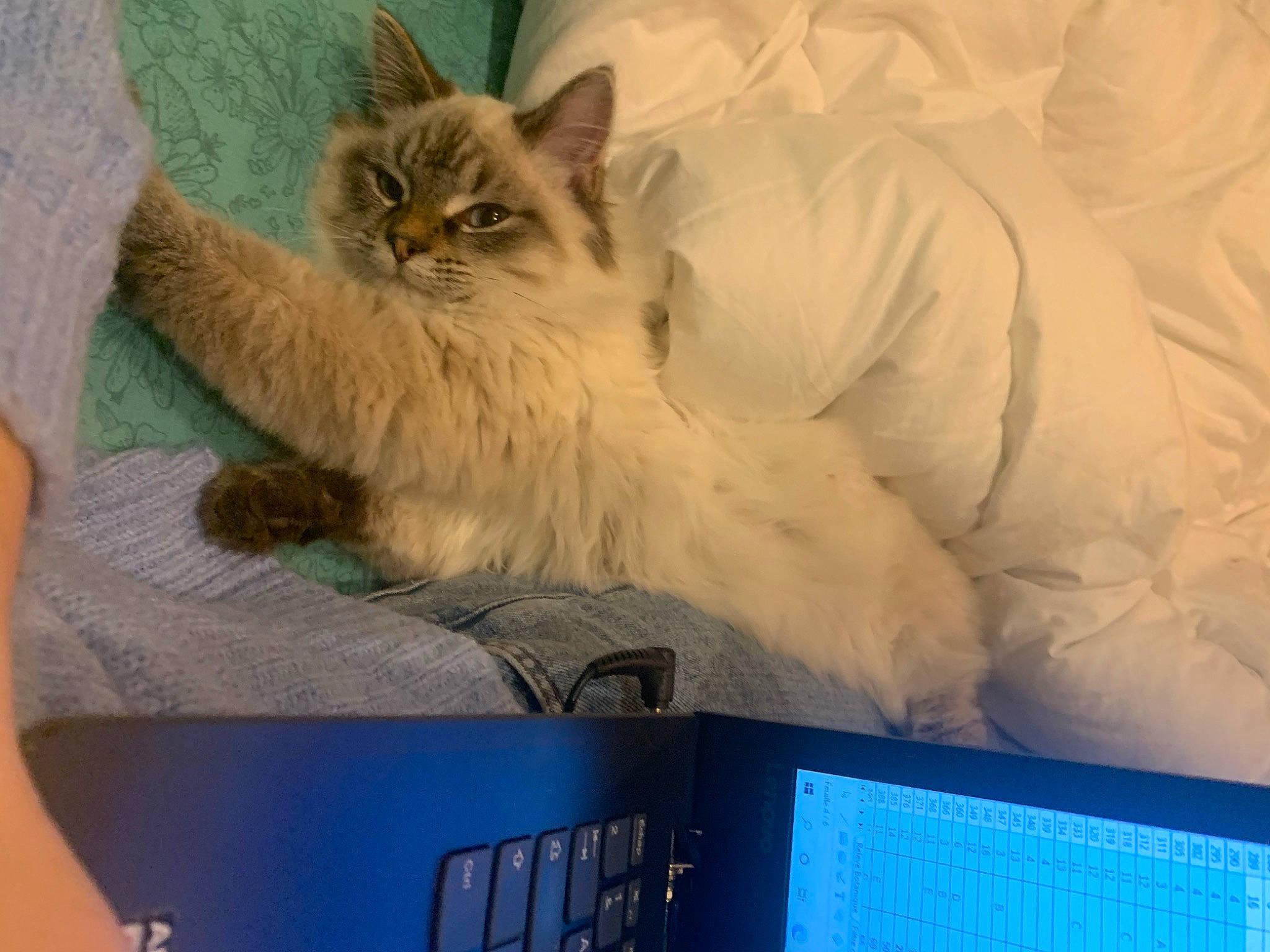 Shadow participe au concours pour gagner de l'argent avec cette photo : bed, british_longhair, carnivore, cat, claw, comfort, companion_dog, domestic_short_haired_cat, electric_blue, fawn, felidae, fence, fur, nap, paw, room, sitting, small_to_medium_sized_cats, tail, whiskers