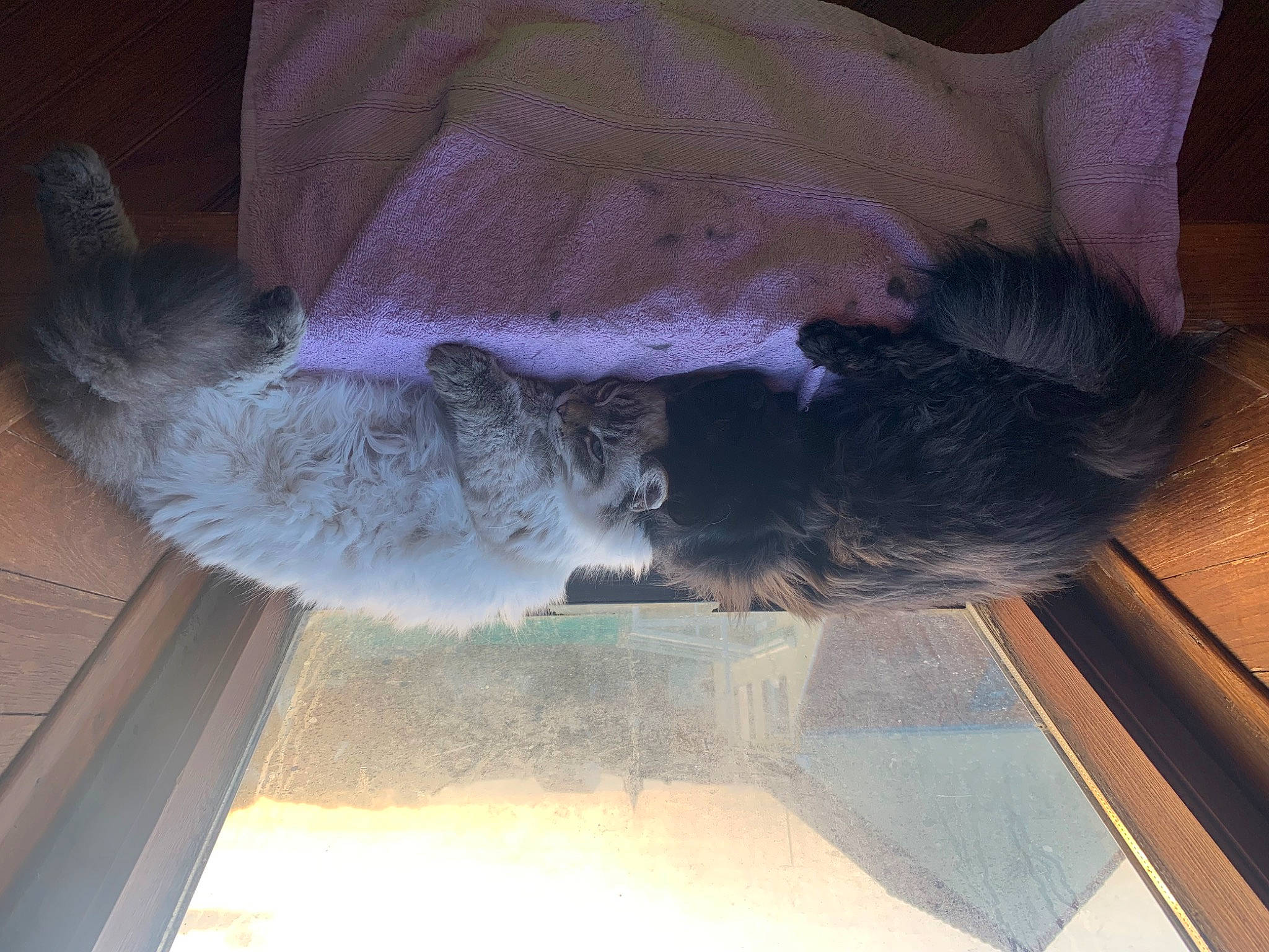 Shadow a rejoint le concours — aidez-le/la à gagner de superbes lots ! canidae, carnivore, comfort, companion_dog, dog_breed, fawn, feather, felidae, flooring, grey, plant, small_to_medium_sized_cats, snout, sporting_group, tail, tints_and_shades, tree, whiskers, window, wood