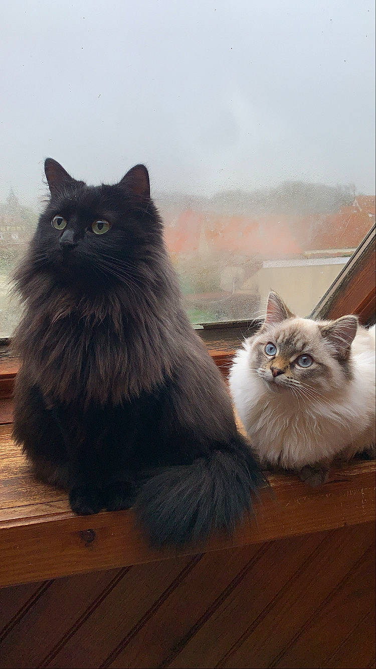 Shadow a rejoint le concours — aidez-le/la à gagner de superbes lots ! black_cat, british_longhair, carnivore, cat, felidae, flooring, fur, grey, hardwood, mammal, persian, plank, sky, small_to_medium_sized_cats, snout, tail, vertebrate, whiskers, window, wood