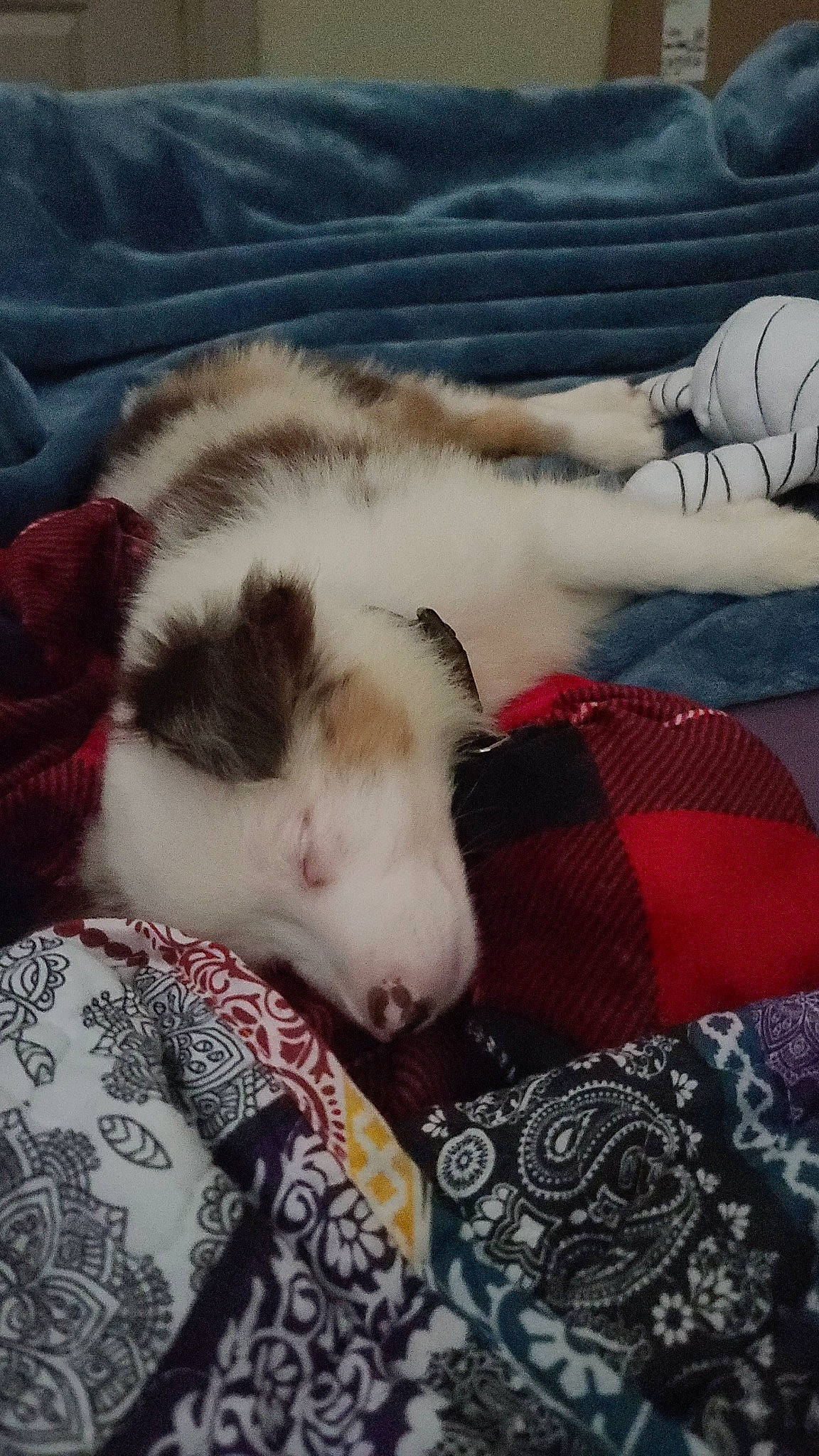 Finnley is registered to the contest to win money with this photo: carnivore, cat, claw, cloud, comfort, companion_dog, dog_breed, domestic_short_haired_cat, fawn, felidae, fur, grey, lap, linens, paw, sky, small_to_medium_sized_cats, tail, textile, whiskers