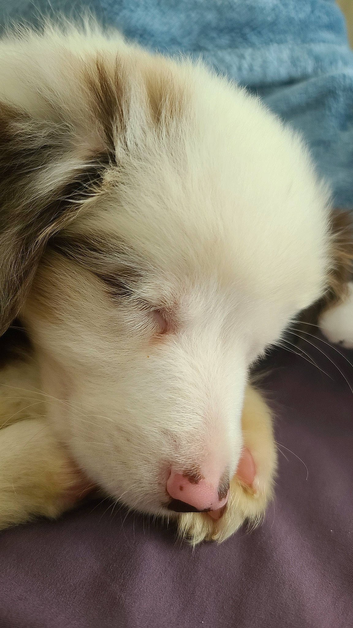 Finnley is registered to the contest to win money with this photo: american_eskimo_dog, canidae, carnivore, claw, companion_dog, dog, dog_breed, ear, fur, japanese_spitz, non_sporting_group, paw, samoyed, snout, sporting_group, terrestrial_animal, volpino_italiano, whiskers