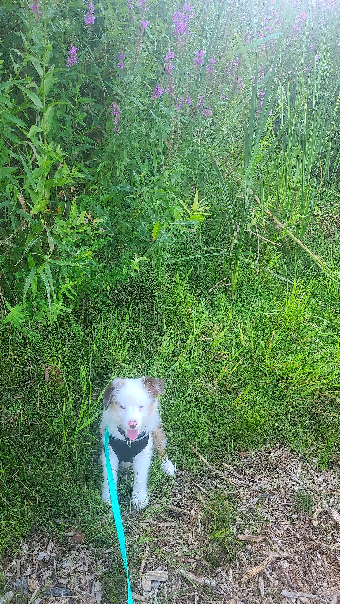 Finnley is registered to the contest to win money with this photo: canidae, carnivore, cat, dog_breed, fawn, felidae, grass, grass_family, grassland, groundcover, herbaceous_plant, nature, plant, plant_community, prairie, shrub, small_to_medium_sized_cats, sporting_group, tail, terrestrial_plant