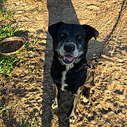 Rocky is registered to the contest to win money with this photo: dog, black_dog, happy, sitting, outdoor, dirt, grass, shadow, sunlight, pet, animal, canine, collar, chain, food_bowl, nature, daylight, looking_up, tongue_out, friendly