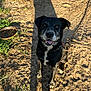 dog, black_dog, happy, sitting, outdoor, dirt, grass, shadow, sunlight, pet, animal, canine, collar, chain, food_bowl, nature, daylight, looking_up, tongue_out, friendly
