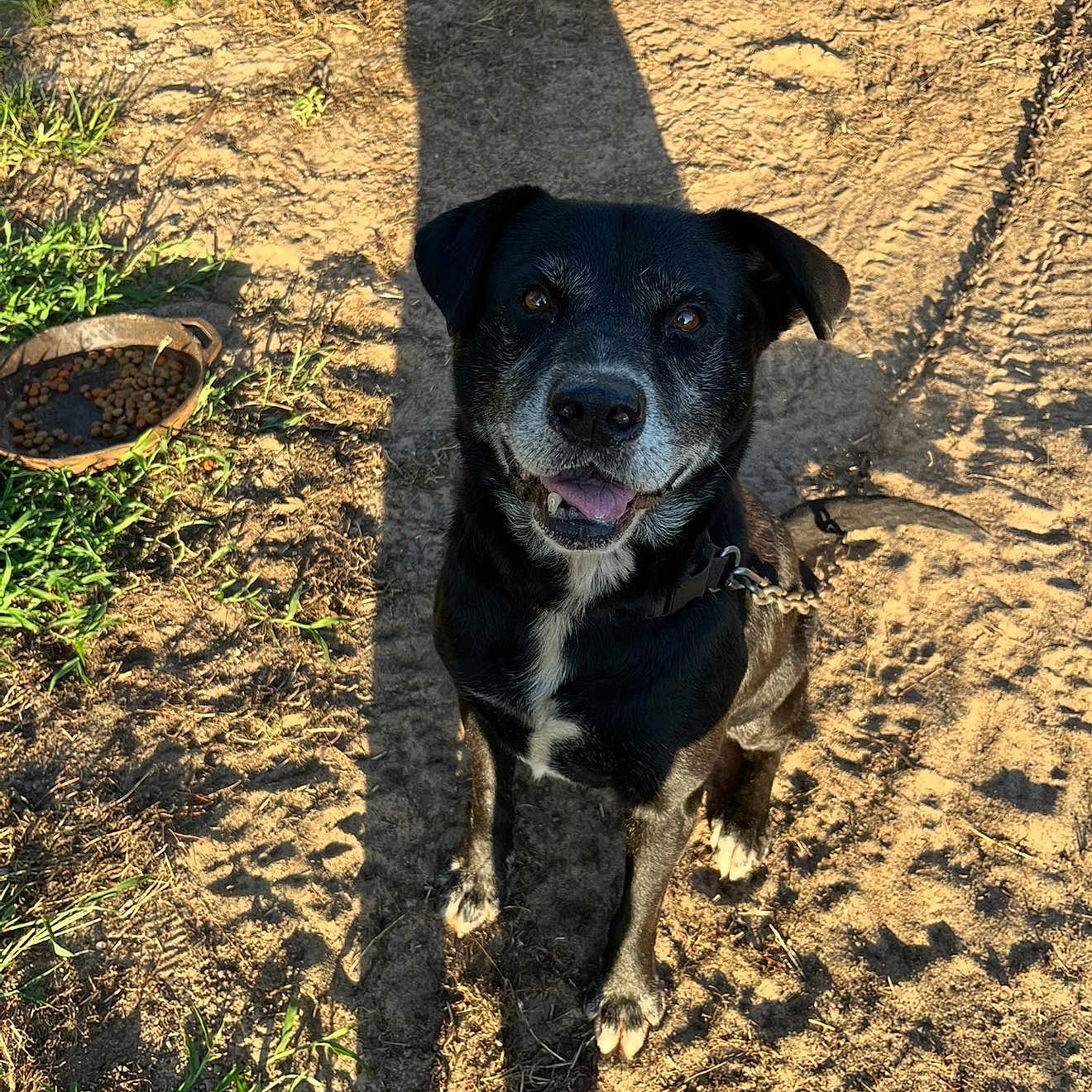 Rocky is registered to the contest to win money with this photo: animal, black_dog, canine, chain, collar, daylight, dirt, dog, food_bowl, friendly, grass, happy, looking_up, nature, outdoor, pet, shadow, sitting, sunlight, tongue_out