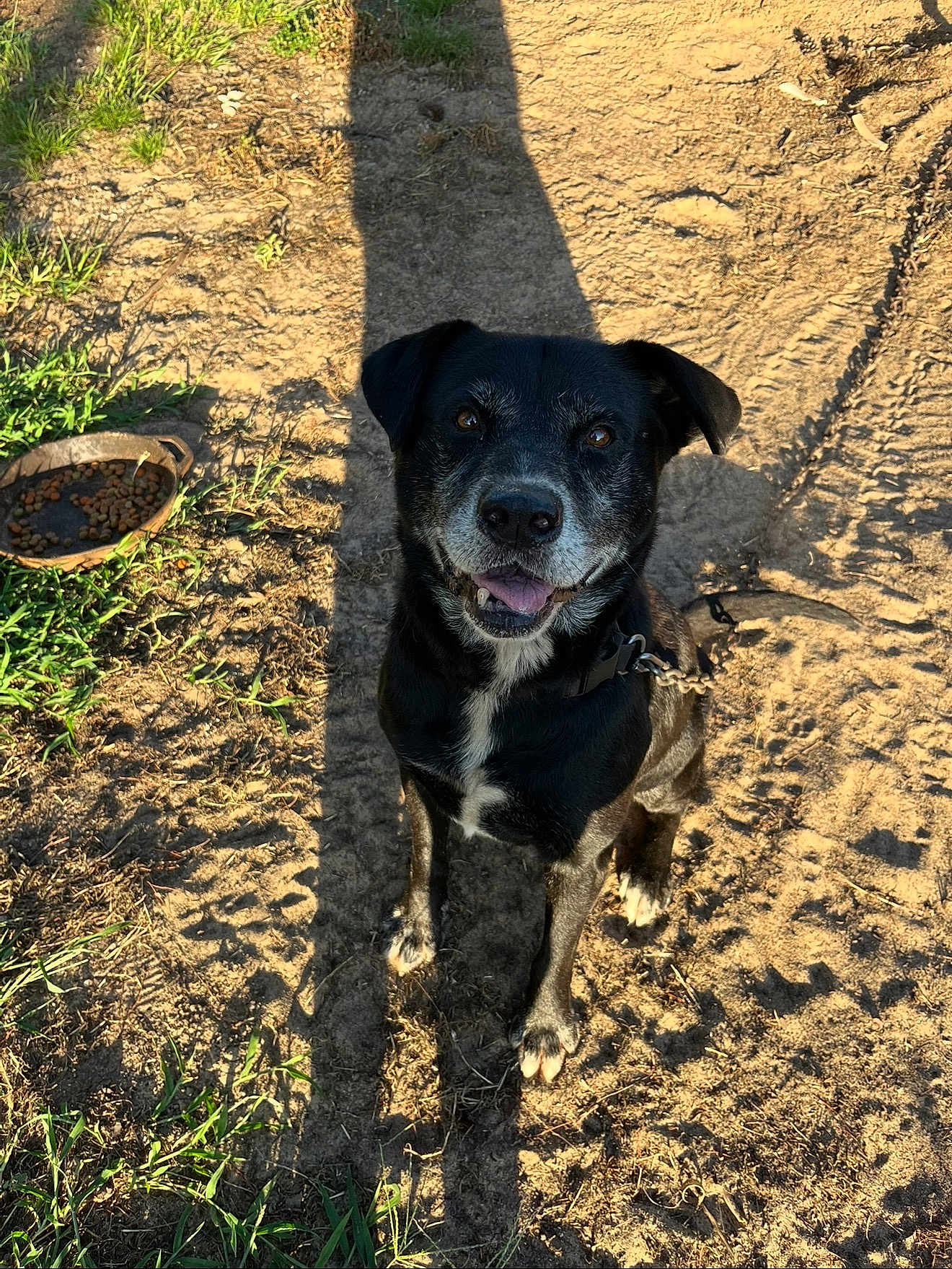 Rocky is registered to the contest to win money with this photo: dog, black_dog, happy, sitting, outdoor, dirt, grass, shadow, sunlight, pet, animal, canine, collar, chain, food_bowl, nature, daylight, looking_up, tongue_out, friendly