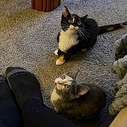 Eleanor And Lucy joined the competition — help win amazing prizes! cats, tuxedo_cat, gray_cat, white_cat, pets, animals, indoor, carpet, floor, sitting, looking_up, wide_eyes, whiskers, fur, tail, kitten, home, cozy, person, plush_toy