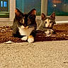 cat, kitten, two_cats, tuxedo_cat, gray_cat, white_paws, animal, pet, indoor, carpet, rug, window, night, portrait, sitting, lying_down, whiskers, pointed_ears, cute, home