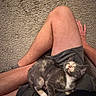 cat, kitten, gray_cat, white_paws, sleeping, relaxed, pet, animal, furry, whiskers, pink_nose, indoor, carpet, lap, person, legs, shorts, cuddling, cozy, portrait