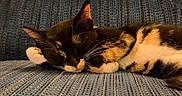 Eleanor And Lucy joined the competition — help win amazing prizes! cat, calico_cat, sleeping, sleepy, resting, couch, sofa, indoor, home, cozy, relaxed, feline, fur, whiskers, ears, animal, pet, patterned_fabric, warm_lighting, portrait