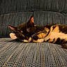 cat, calico_cat, sleeping, sleepy, resting, couch, sofa, indoor, home, cozy, relaxed, feline, fur, whiskers, ears, animal, pet, patterned_fabric, warm_lighting, portrait