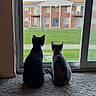 cats, two_cats, pets, indoor, window, looking_outside, silhouette, black_cat, gray_cat, sitting, back_view, carpet, rug, paw_print, apartment, building, lawn, grass, outdoor, autumn