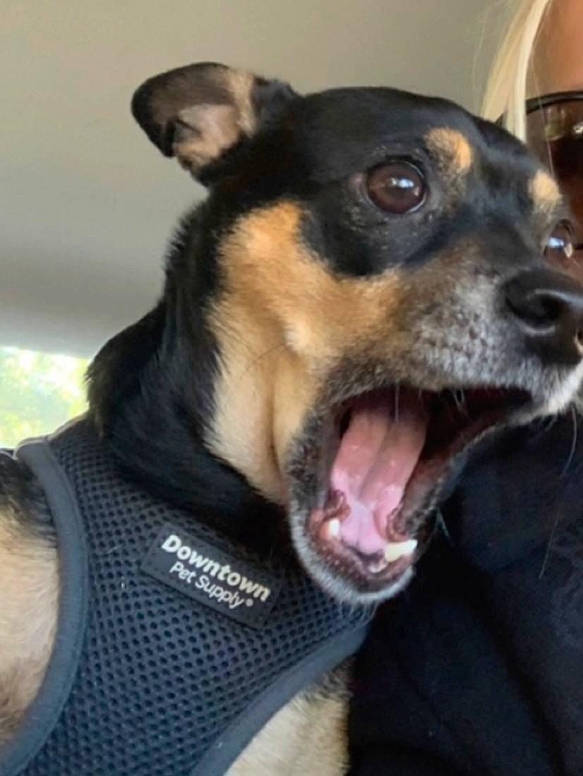 Pascal joined the competition — help win amazing prizes! canidae, carnivore, collar, companion_dog, dog, dog_breed, dog_collar, fang, fawn, fur, guard_dog, hat, jaw, pet_supply, snout, sporting_group, terrestrial_animal, whiskers, working_animal, working_dog