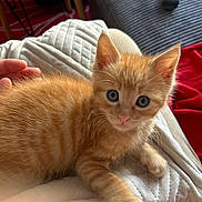 Mango participe au concours pour gagner de l'argent avec cette photo : animal, blue_eyes, cat, closeup, couch, cozy, cute, domestic_cat, feline, fur, furry, indoor, kitten, orange_tabby, paw, pet, quilt, remote_control, resting, young