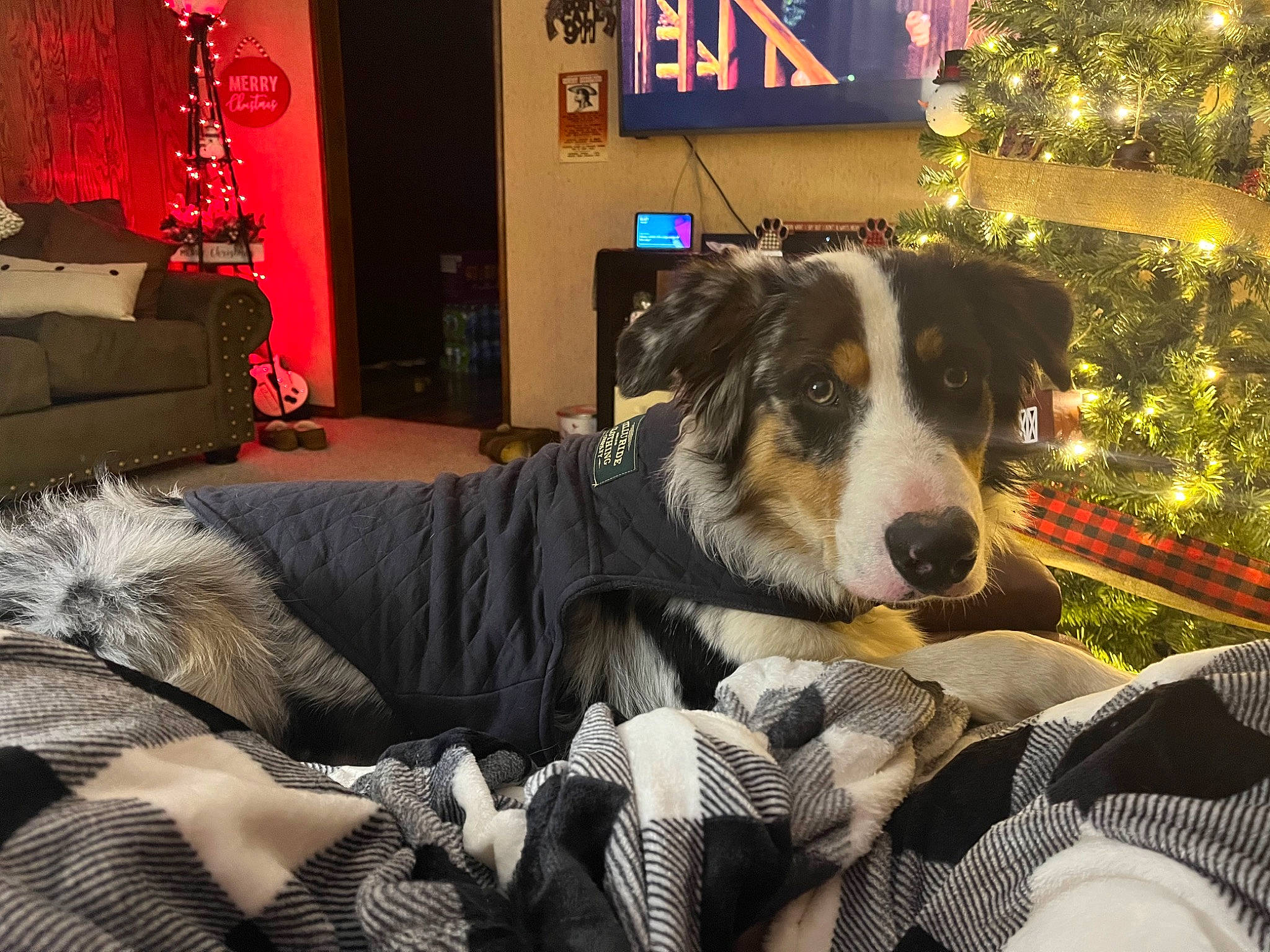 Colt joined the competition — help win amazing prizes! bookcase, border_collie, canidae, carnivore, comfort, companion_dog, couch, dog, dog_breed, event, fur, herding_dog, holiday, living_room, picture_frame, plant, room, sporting_group, television, working_dog