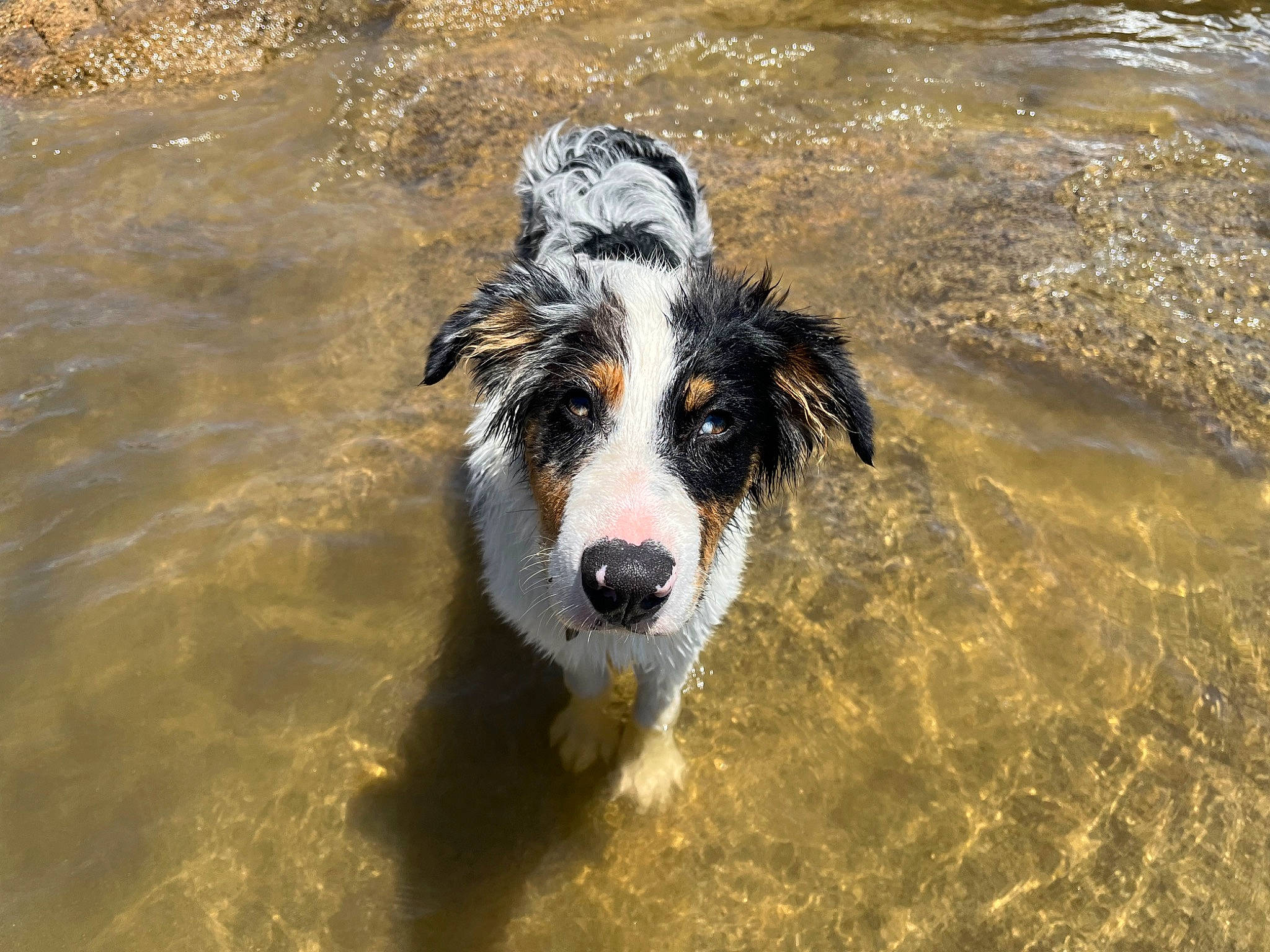 Colt joined the competition — help win amazing prizes! australian_collie, australian_shepherd, border_collie, canidae, carnivore, collie, companion_dog, dog, dog_breed, grass, guard_dog, gun_dog, herding_dog, snout, sporting_group, water, wave, wind_wave, working_animal, working_dog