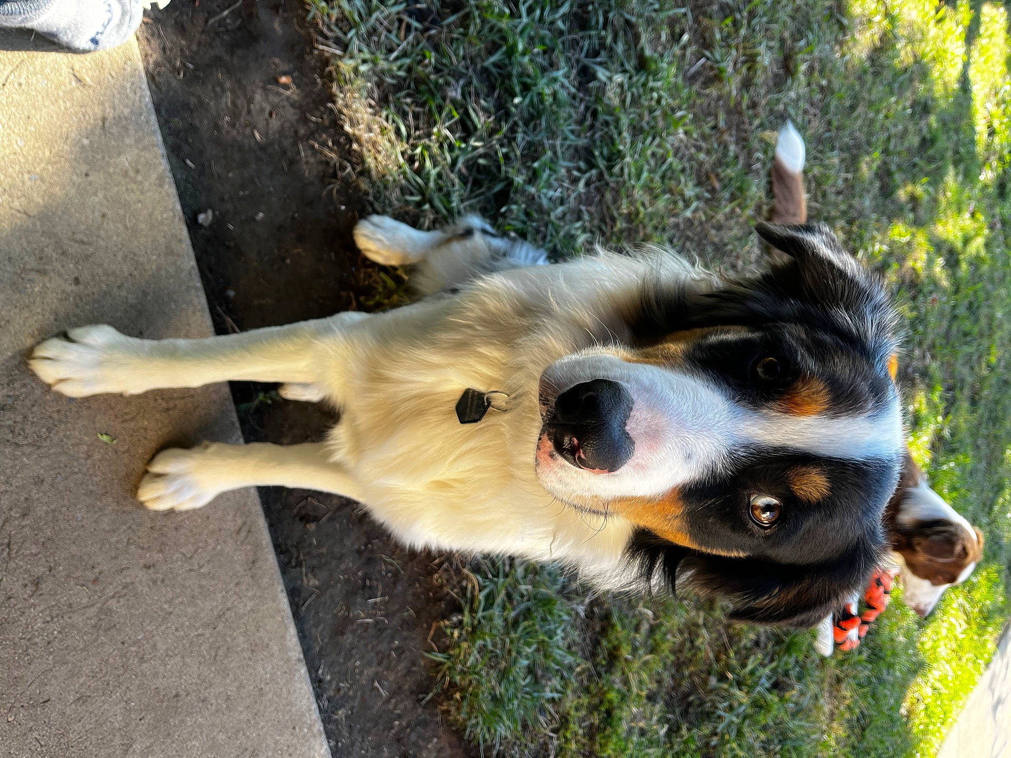 Colt joined the competition — help win amazing prizes! canidae, carnivore, collar, companion_dog, dog, dog_breed, dog_collar, dog_supply, fawn, fur, grass, herding_dog, paw, plant, snout, sporting_group, tail, terrestrial_animal, working_animal, working_dog