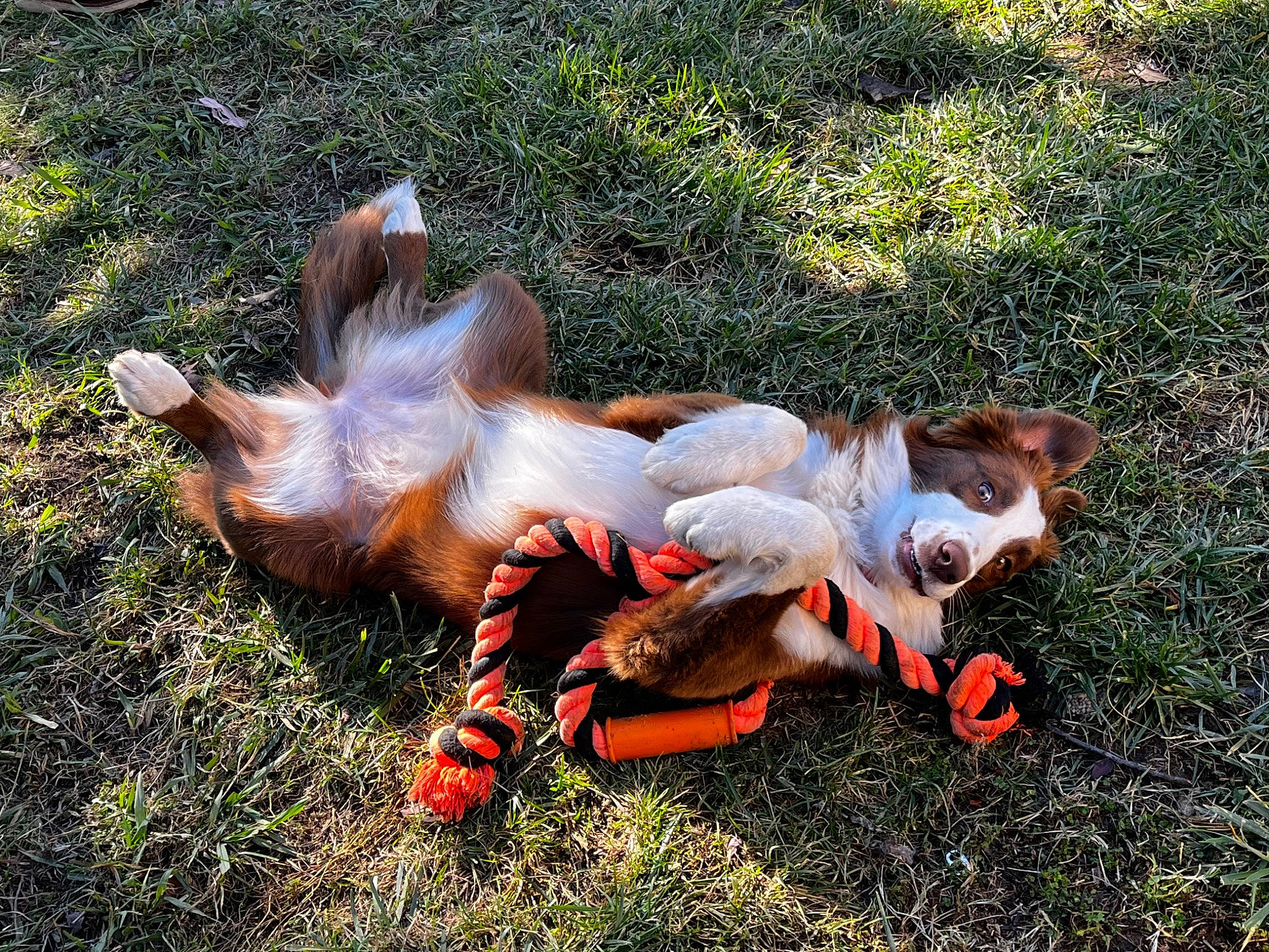 Daisy joined the competition — help win amazing prizes! canidae, companion_dog, dog_breed, fawn, fictional_character, fun, fur, grass, grass_family, happy, lawn_ornament, leisure, people_in_nature, plant, recreation, sitting, soil, sporting_group, tail, toy