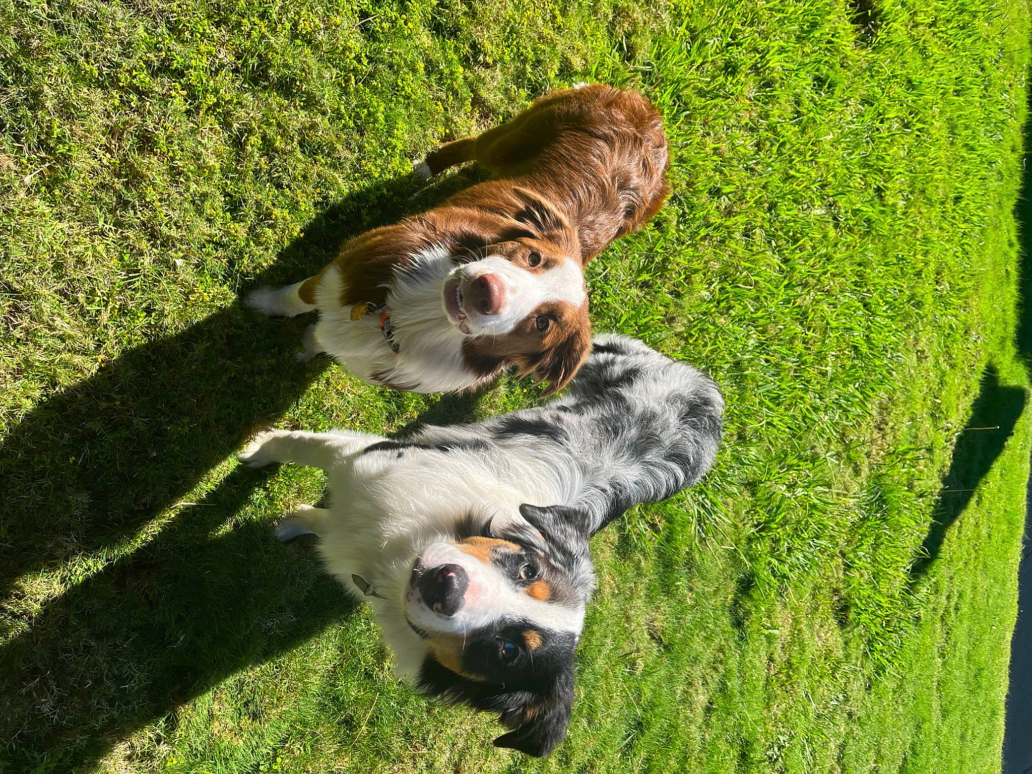 Daisy joined the competition — help win amazing prizes! bengal_tiger, canidae, carnivore, companion_dog, dog_breed, fawn, felidae, grass, grass_family, grassland, groundcover, lawn, meadow, plant, siberian_tiger, snout, sporting_group, terrestrial_animal, tiger, whiskers