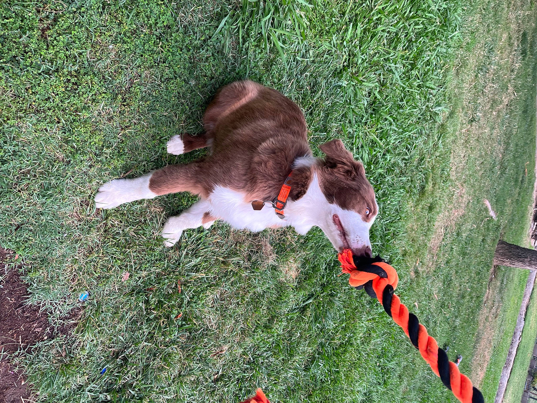 Daisy joined the competition — help win amazing prizes! canidae, carnivore, cat, collar, companion_dog, dog_breed, fawn, felidae, fur, grass, groundcover, liver, plant, rough_collie, small_to_medium_sized_cats, sporting_group, tail, terrestrial_animal, whiskers, wildlife