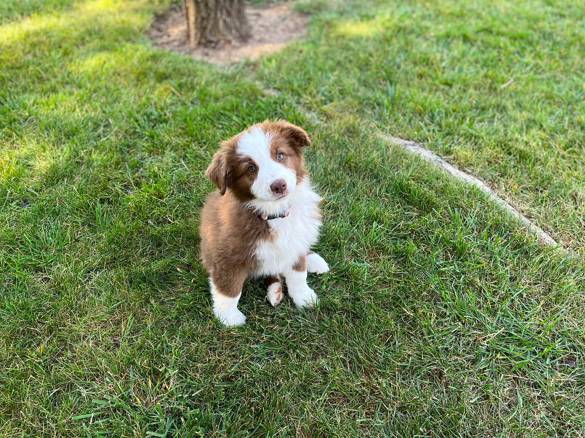 Daisy is registered to the contest to win money with this photo: canidae, carnivore, companion_dog, dog, dog_breed, fawn, grass, grassland, groundcover, liver, plant, snout, sporting_group, tail, terrestrial_animal, toy_dog, working_dog