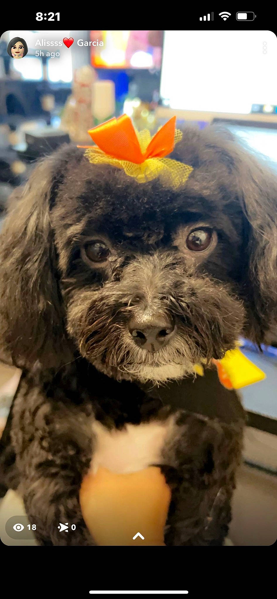 Gia joined the competition — help win amazing prizes! canidae, carnivore, collar, companion_dog, dog, dog_breed, dog_collar, ear, fur, hat, liver, maltepoo, non_sporting_group, small_terrier, snout, sporting_group, terrestrial_animal, terrier, toy_dog, working_animal