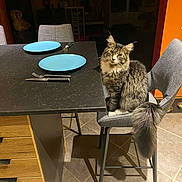 Acane participe au concours pour gagner de l'argent avec cette photo : cat, feline, chair, dining_table, blue_plate, cutlery, knife, fork, tail, fur, kitchen, tile_floor, countertop, shadow, indoor, pet, seat, dinner_setup, wood_drawers, gray_upholstery