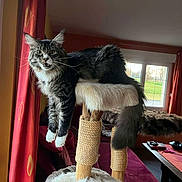 Acane participe au concours pour gagner de l'argent avec cette photo : cat, feline, pet, indoor, cat_tree, scratching_post, paws, whiskers, tail, plush, living_room, window, curtain, sofa, sunlight, cozy, portrait, mammal, domestic_animal, playful