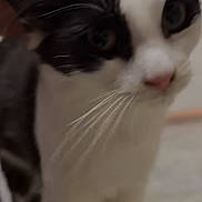 Molly joined the competition — help win amazing prizes! cat, black_and_white, pet, hand, close_up, whiskers, indoor, feline, animal, fur, cute, domestic, mammal, face, touch, friendly, blur, soft_focus, comfort, companion