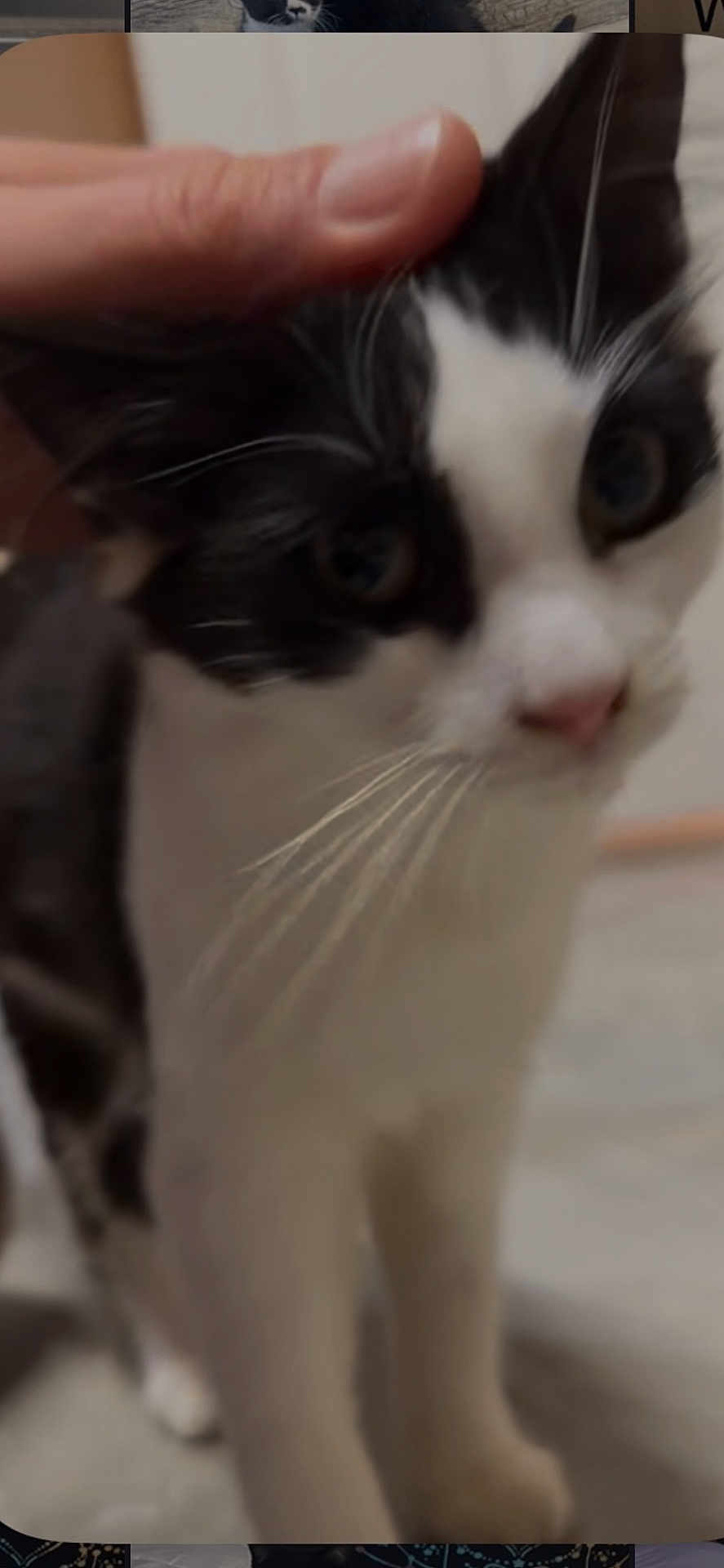 Molly joined the competition — help win amazing prizes! cat, black_and_white, pet, hand, close_up, whiskers, indoor, feline, animal, fur, cute, domestic, mammal, face, touch, friendly, blur, soft_focus, comfort, companion