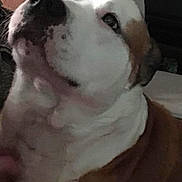 Petie joined the competition — help win amazing prizes! dog, close_up, indoor, pet, blanket, cushion, furniture, brown, white, face, nose, ear, looking_up, calm, cozy, home, animal, portrait, soft_light, relaxed