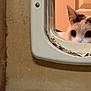 cat, door, cat_flap, curious, indoor, peeking, animal, pet, closeup, wood, floor, wall, white, brown, black, ears, eyes, doorframe, home, feline